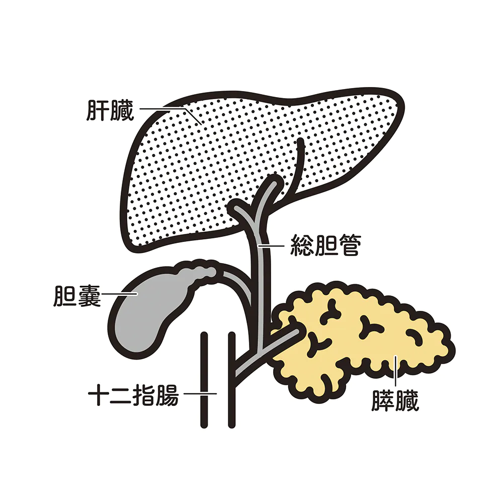 【胆嚢とは】どのような役割をしている？